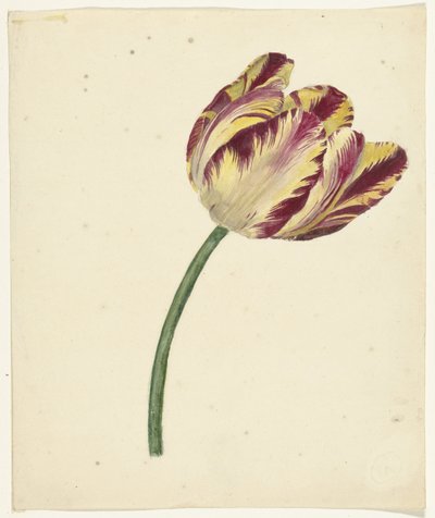 Tulipano giallo-rosso da Anonymous