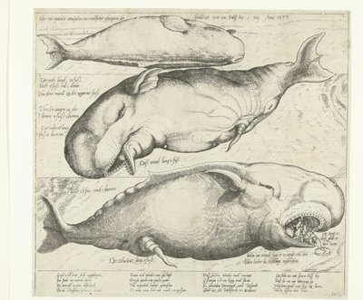 Balena arenata vicino ad Anversa, 1577 da Anonymous