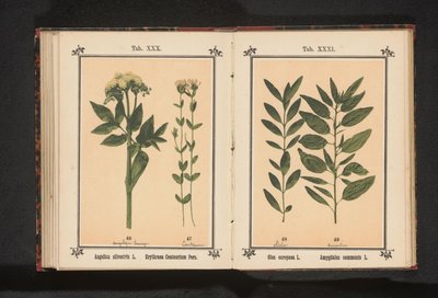 Angelica e centaurea minore da Anonymous