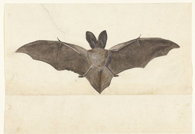 Pipistrello dalle grandi orecchie (Album Lombard) da Anonymous