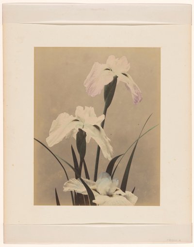 Iris da Anonymous