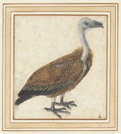 Giovane avvoltoio grifone (Gyps fulvus) da Anonymous