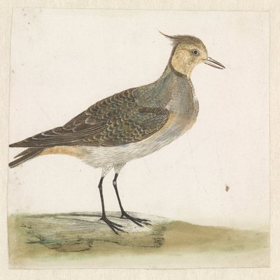Pavoncella da Anonymous