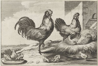 Gallina, galli e pulcini (serie Diversae avium species, Verschillende vogels) da Anonymous