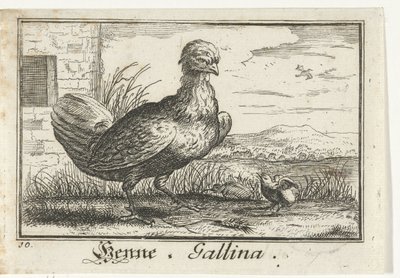 Gallina con pulcino da Anonymous