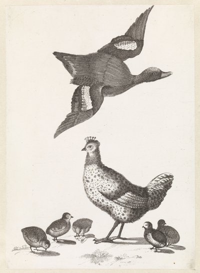 Gallina con cinque pulcini e un