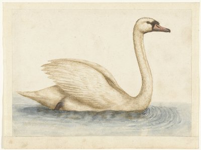 Cigno reale da Anonymous