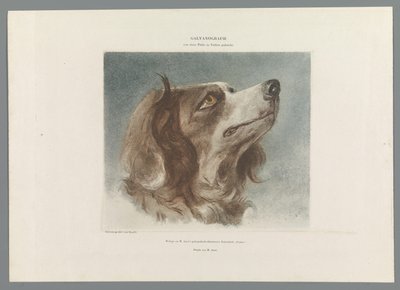 Testa di un cane da Anonymous