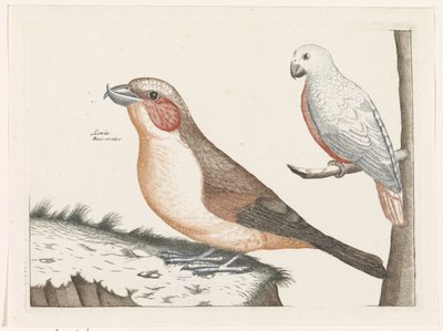 Crociere e uccello bianco da Anonymous
