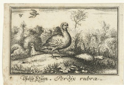 Paesaggio con pernici
Räb Hun, Perdix rubra. (titolo sull