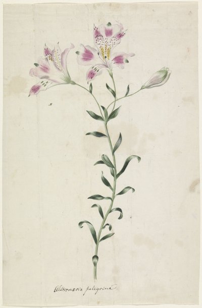 Giglio (Alstromeria Pelegrina) da Anonymous