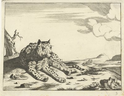Leopardo sdraiato, visto di fronte, zampe a destra da Anonymous