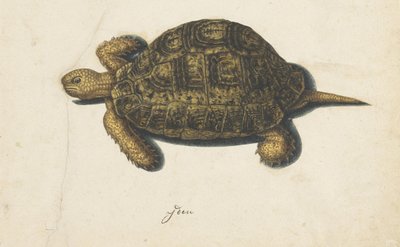 Tartaruga palustre da Anonymous
