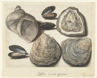 Ostriche, cozze e lumache di mare (album Lombard) da Anonymous