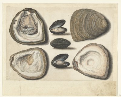 Ostriche e cozze (album Lombard) da Anonymous