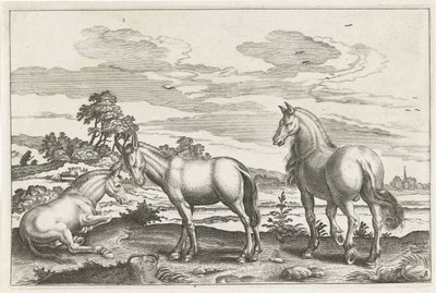 Cavallo e asini da Anonymous