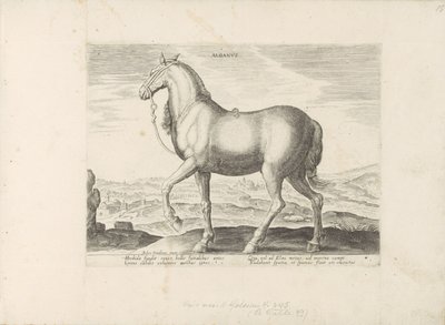 Cavallo dall