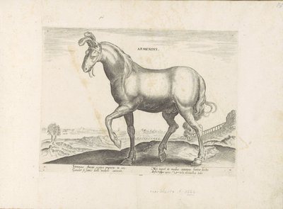Cavallo dall