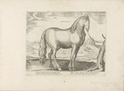 Cavallo di Bretagna da Anonymous
