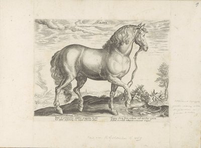 Cavallo della Calabria da Anonymous