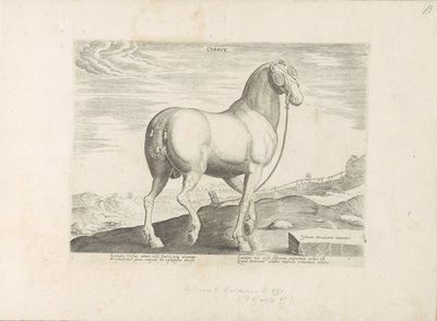 Cavallo della Corsica da Anonymous