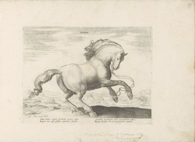 Cavallo della Danimarca da Anonymous