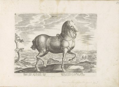 Cavallo d