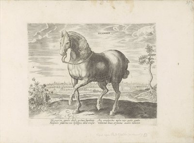 Cavallo di Gelre (serie: Razze di cavalli dalle scuderie reali di Don Giovanni d