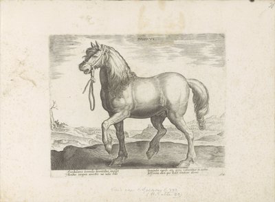 Cavallo di Gulik (Juliacus) da Anonymous