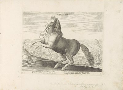 Cavallo di Napoli da Anonymous