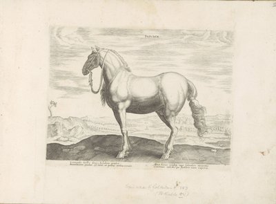 Cavallo del Nord Italia da Anonymous
