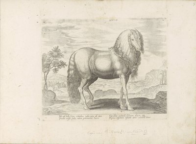 Cavallo dalla Romania (Dacus) da Anonymous