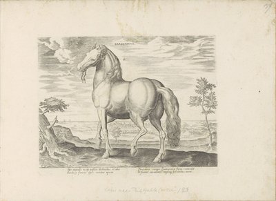 Cavallo della Sardegna da Anonymous