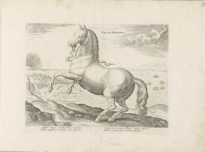 Cavallo di Spagna da Anonymous