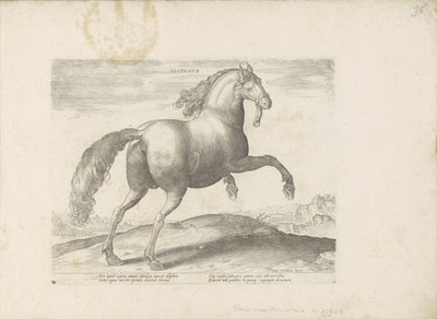 Cavallo di Spagna da Anonymous