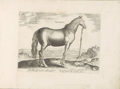 Cavallo della Tessaglia da Anonymous
