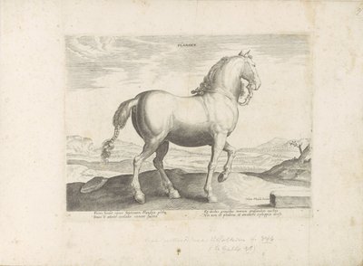 Cavallo delle Fiandre (serie: Razze di cavalli dalle scuderie reali di Don Giovanni d