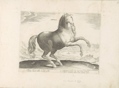 Cavallo dal Sud Italia (Razze di cavalli dalle scuderie reali di Don Giovanni d