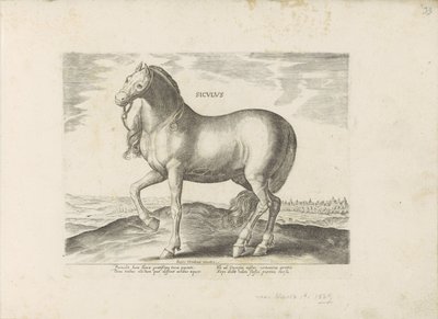Cavallo di Sicilia da Anonymous