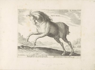 Cavallo della razza Equus Regius (il Reale) da Anonymous