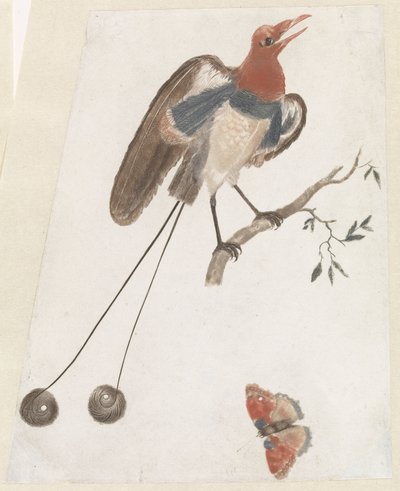 Uccello del paradiso e farfalla da Anonymous