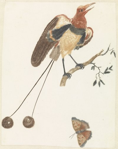 Uccello del paradiso e farfalla da Anonymous