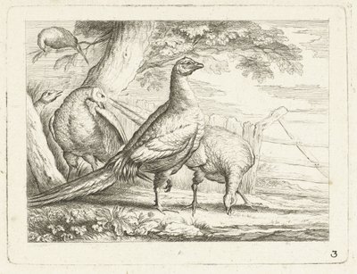 Galline che beccano (Uccelli indigeni) da Anonymous