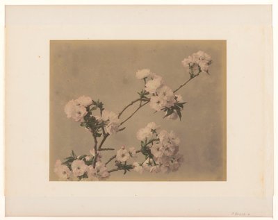 Peonie da Anonymous