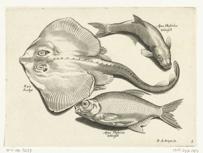 Rog, brema e pesce bianco da Anonymous
