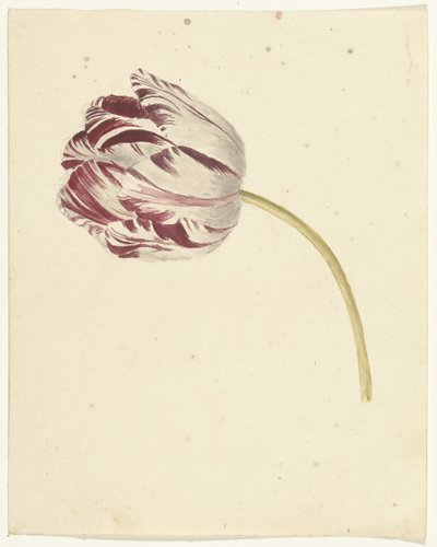 Tulipano rosso e bianco da Anonymous