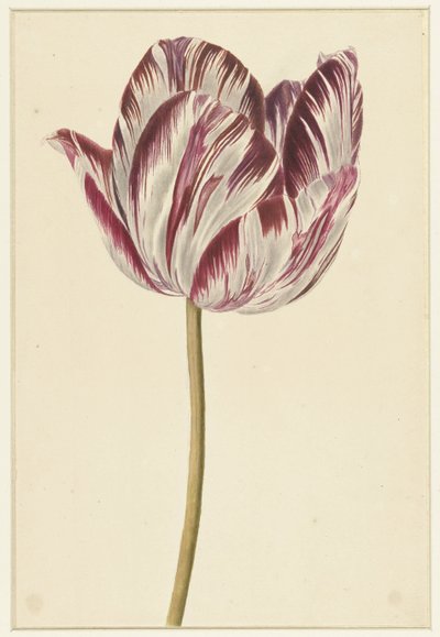 Tulipano rosso e bianco da Anonymous