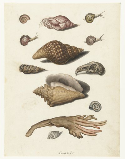 Molluschi, alghe, lumache e cranio di coniglio da Anonymous