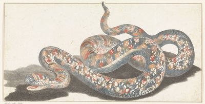 Serpente da Anonymous