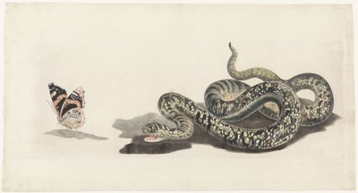 Serpente con una farfalla da Anonymous